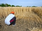 The single largest outlay of <span class='webrupee'>₹</span>600 crore has been allocated under the Crop Residue Management (CRM) to check burning of paddy and wheat straw during kharif and rabi seasons. (Sunil Ghosh/HT) The single largest outlay of <span class='webrupee'>₹</span>600 crore has been allocated under the Crop Residue Management (CRM) to check burning of paddy and wheat straw during kharif and rabi seasons. (Sunil Ghosh/HT)
