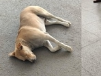 The Delhi airport said several community dogs were living across its three terminals. The Delhi airport said several community dogs were living across its three terminals.