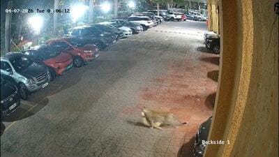 CCTV cameras showed the leopard strolling through the parking lot CCTV cameras showed the leopard strolling through the parking lot