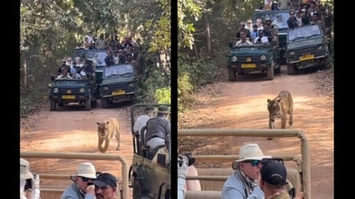The video has triggered strong reactions online. (Instagram/@monty_thetraveller) The video has triggered strong reactions online. (Instagram/@monty_thetraveller)
