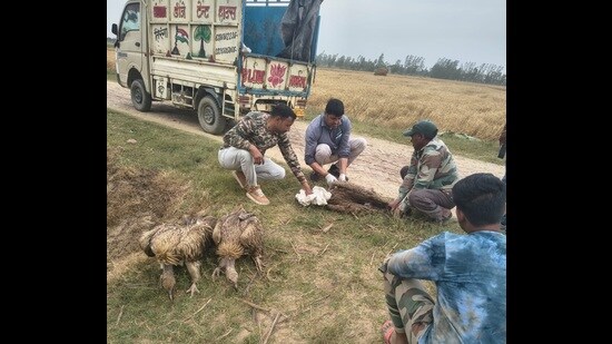 Carcasses of vultures being collected by forest officials for a post-mortem examination on Tuesday. (HT Photo)