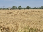 A wheat field on the outskirts of Sangrur on Wednesday after heavy overnight rain and gusty winds. (HT Photo)