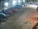 CCTV cameras showed the leopard strolling through the parking lot