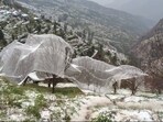Hailstorm damaged apple farms and nets in upper Shimla area on Tuesday. (Deepak Sansta/ HT)