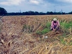 Lodging affects the crop in two ways. First, when the plant falls, there is a chance that the stem may touch the ground and may be involved in rooting. (Gurpreet Singh/HT) Lodging affects the crop in two ways. First, when the plant falls, there is a chance that the stem may touch the ground and may be involved in rooting. (Gurpreet Singh/HT)