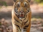 On Monday morning, a group of schoolchildren spotted a tiger sitting at the edge of the forest on their way to school. (PICTURE FOR REPRESENTATION ONLY)