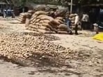A few farmers across Uttar Pradesh’s potato belt are driving tractors over their standing crops and abandoning cold storage stocks. (Sourced)