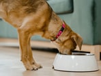 A happy dog is enjoying a bowl of rich, moist food that supports hydration, balanced nutrition, and joyful mealtimes.