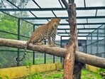 Mumbai, India - August 23, 2020: At Manikdoh Leopard Rescue Centre (MLRC) in Junnar, Pune district, 20 of the 33 leopards — mostly rescued after serious injuries related to conflicts — are elderly. The four-hectare rescue centre is jointly run by the Maharashtra forest department and animal rescue group Wildlife SOS. It is home to the most number of rescued and orphaned leopards in the state. (PHOTO : Maharashtra Forest Department) (WILDLIFE SOS)