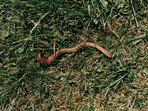 An ENT specialist carried out a surgical procedure to remove 10 larvae and a pupa.