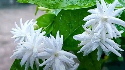 <p>మల్లెపూలు విపరీతంగా పోయాలంటే ఇలా చేయండి: కొమ్మలను కత్తిరించండి. పూత సీజన్ అయ్యాక వాటి కొమ్మలను కట్ చేయండి. ఇలా చేయడం వలన కొత్త ఆకులు వస్తాయి, పూత కూడా ఎక్కువగా ఉంటుంది.</p> (pinterest) <p>మల్లెపూలు విపరీతంగా పోయాలంటే ఇలా చేయండి: కొమ్మలను కత్తిరించండి. పూత సీజన్ అయ్యాక వాటి కొమ్మలను కట్ చేయండి. ఇలా చేయడం వలన కొత్త ఆకులు వస్తాయి, పూత కూడా ఎక్కువగా ఉంటుంది.</p> (pinterest)