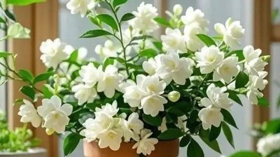 <p>మల్లెపూలకు ఇదే సీజన్. ఈ సమయంలో మల్లెపూలు విపరీతంగా పోయాలంటే ఈ చిన్న చిన్న టిప్స్ని ఫాలో అవ్వండి. ఇలా చేయడం వలన మూరలు మూరలు పూలు మాల కట్టుకుని పెట్టుకోవచ్చు.</p> (pinterest) <p>మల్లెపూలకు ఇదే సీజన్. ఈ సమయంలో మల్లెపూలు విపరీతంగా పోయాలంటే ఈ చిన్న చిన్న టిప్స్ని ఫాలో అవ్వండి. ఇలా చేయడం వలన మూరలు మూరలు పూలు మాల కట్టుకుని పెట్టుకోవచ్చు.</p> (pinterest)