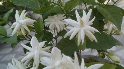 <p>ఎండలో ఉంచండి. మల్లె మొక్కలు ఎక్కువగా ఎండలో ఉండాలి. కనీసం 10 గంటల పాటు సూర్యరశ్మి మల్లె మొక్కకు తగలాలి. </p> (pinterest) <p>ఎండలో ఉంచండి. మల్లె మొక్కలు ఎక్కువగా ఎండలో ఉండాలి. కనీసం 10 గంటల పాటు సూర్యరశ్మి మల్లె మొక్కకు తగలాలి. </p> (pinterest)