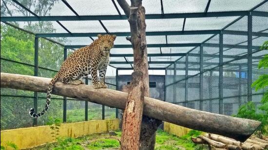 Mumbai, India - August 23, 2020: At Manikdoh Leopard Rescue Centre (MLRC) in Junnar, Pune district, 20 of the 33 leopards — mostly rescued after serious injuries related to conflicts — are elderly. The four-hectare rescue centre is jointly run by the Maharashtra forest department and animal rescue group Wildlife SOS. It is home to the most number of rescued and orphaned leopards in the state. (PHOTO : Maharashtra Forest Department) (WILDLIFE SOS)