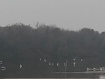 Flamingos skip Nerul wetlands as pollution chokes Navi Mumbai habitats