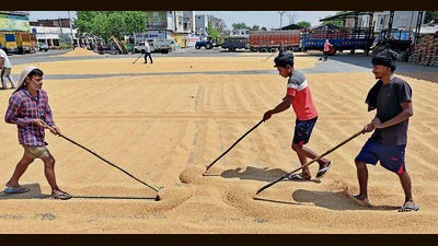 Labourers cleaning wheat at a grain market in Ludhiana on Friday. (HT Photo)