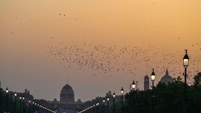 Gram it: A murmuration of rosy starlings recently spotted in the sky at Kartavya Path. Lending a warm hue to the summer sunsets are the street lanterns that line-up all the way to the Rashtrapati Bhavan. (Photo: RAJ K RAJ/HT )