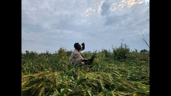 Punjab agriculture minister Gurmeet Singh Khudian said around 1.31 lakh acres of standing wheat crop had been affected, with a special girdawari already underway to assess losses. (Sanjeev Kumar/HT)