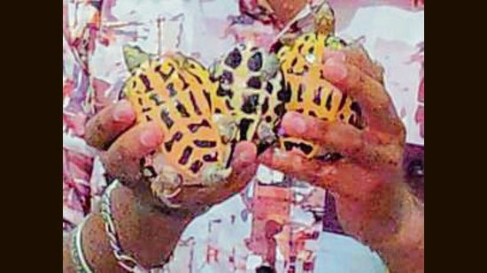 The three turtles rescued from the eatery in Ludhiana on Friday. (HT Photo)