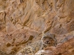 A snow leopard in the Rumbak Valley. (Nakul Raj)