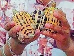 The three turtles rescued from the eatery in Ludhiana on Friday. (HT Photo) The three turtles rescued from the eatery in Ludhiana on Friday. (HT Photo)