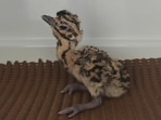 Three out of 11 chicks of the critically endangered Great Indian Bustard recorded this season in Rajasthan’s Desert National Park were born through natural mating, forest officials said.