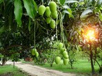పచ్చి మామిడి వేరుశెనగల చట్నీ