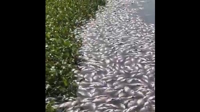The development comes amid reports of untreated sewage entering the lake. (HT) The development comes amid reports of untreated sewage entering the lake. (HT)