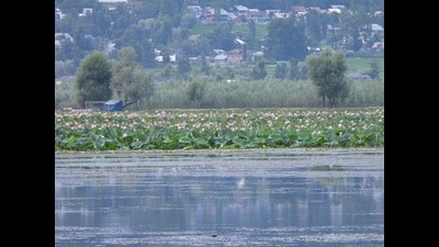 To revive the ecological health of Wular Lake—a Ramsar site and Asia’s second-largest freshwater lake—authorities have successfully cleared silt from a 5-km stretch and removed 1.31 lakh willow trees. (HT)