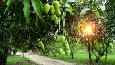 పచ్చి మామిడి వేరుశెనగల చట్నీ పచ్చి మామిడి వేరుశెనగల చట్నీ