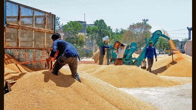 A labourer unloads harvested wheat grain from trucks at a grain market in Patiala. (ANI Photo) A labourer unloads harvested wheat grain from trucks at a grain market in Patiala. (ANI Photo)