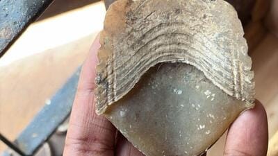 DRI seizes 16.5 kg pangolin scales, busts inter-state wildlife trafficking syndicate. DRI seizes 16.5 kg pangolin scales, busts inter-state wildlife trafficking syndicate.
