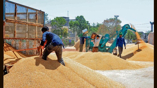 A labourer unloads harvested wheat grain from trucks at a grain market in Patiala. (ANI Photo)