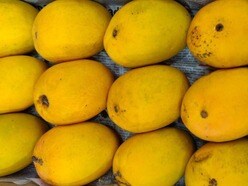 ১ ক্রেট আমের দাম ৩১ হাজার টাকা, কোথায় পাওয়া যাচ্ছিল এই আম