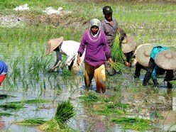 ఈ ఏడాది వర్షపాతం తక్కువేనా? స్కైమెట్, ఐఎండీ అంచనాల్లో ఏది ఎంతవరకు నిజం?
