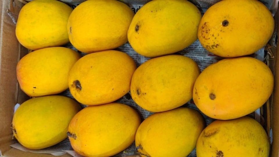 ১ ক্রেট আমের দাম ৩১ হাজার টাকা, কোথায় পাওয়া যাচ্ছিল এই আম