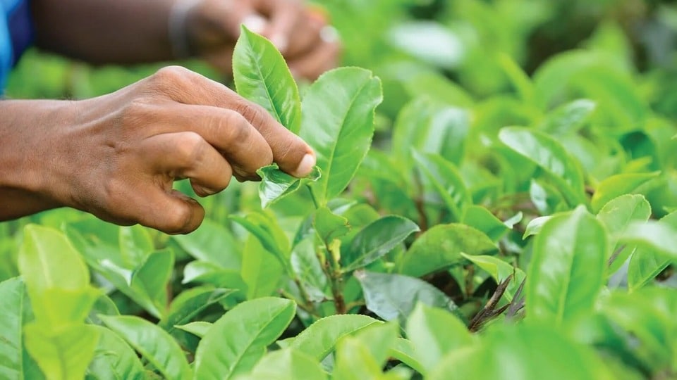 চায়ের দাম প্রায় ১ লক্ষ টাকা! কেন এত দাম এই চায়ের, জানেন কি