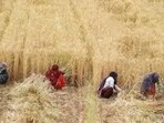 Officials are regularly monitoring mandi operations to ensure smooth procurement. (HT File)