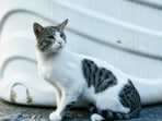 A dispute over pet cats escalated to involve the police in Bengaluru 