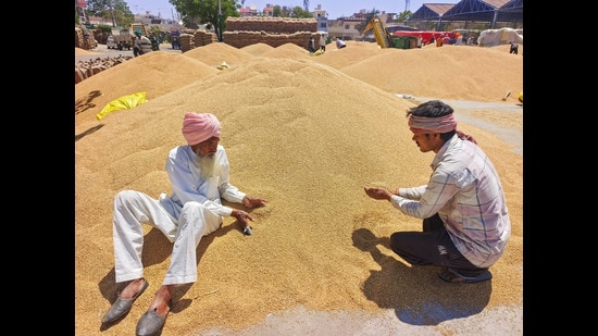 Farmers inspect the wheat grain at the New Grain Market in Patiala. (ANI)