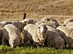 In the nineteenth and early twentieth centuries, mutton was an important source of protein in the Indian diet, but the production was low, and the quality of mutton was not good. (HT)