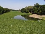 Hyacinth returns to Mula-Mutha River despite repeated clean-ups; residents demand lasting fix