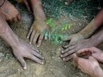 According to officials, the agencies must have machinery to uproot trees intact with their root balls and must also have a certified arborist (Sunil Ghosh / HT)