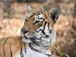 The ‘M’ on her shoulder made her ‘Maya’ to the world. (Photo courtesy Mahesh Khore)