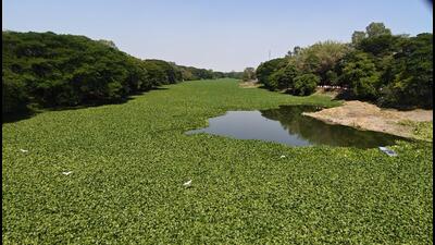 Hyacinth returns to Mula-Mutha River despite repeated clean-ups; residents demand lasting fix