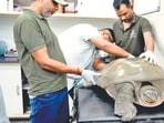 The resident placed the turtle in a container and alerted the NGO, which sent a team to secure it (HT)