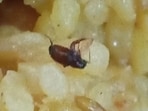 The issue came to light when students noticed insects in their breakfast and alerted teachers. (HT PHOTO)