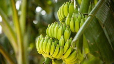 అరటి ధరలు అరటి ధరలు