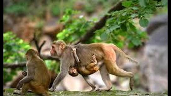 Two monkeys were found dead in a water tank meant for fire safety system at Government Model Senior Secondary School (GMSSS), Sector 28 (HT Photo)