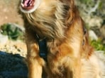 Yawning in dogs signals more than fatigue, stress relief and social act. It can indicate anxiety in unfamiliar settings or excitement during play. Yawning in dogs signals more than fatigue, stress relief and social act. It can indicate anxiety in unfamiliar settings or excitement during play.